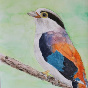 Beatrice S bird watercolour